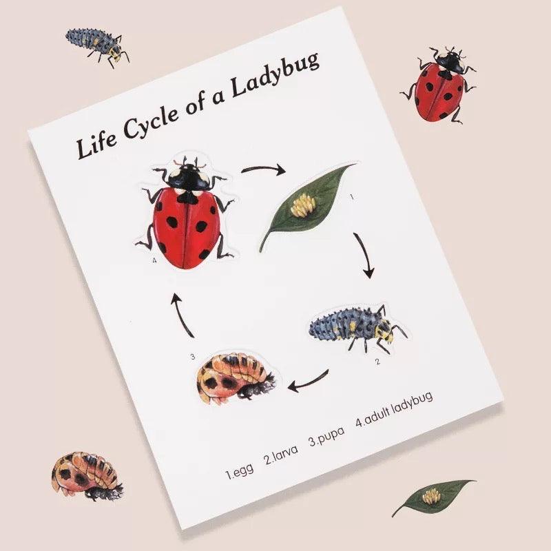 Montessori Wooden Maths Learning | Ladybug Study – Melli's Kids