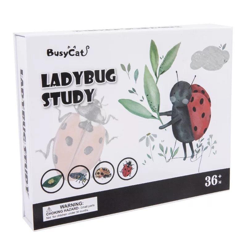 Montessori Wooden Maths Learning | Ladybug Study – Melli's Kids